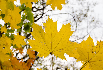 Maple yellow leaves on a branch