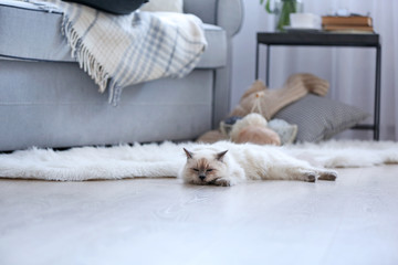 Color-point cat lying on a floor in living room