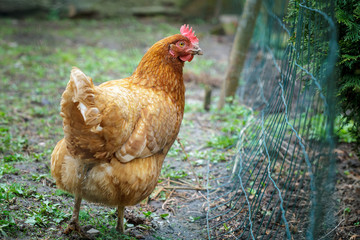 Hen in farmyard