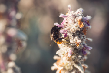 macro shot of a bumblebee collecting pollen from the  flower with copyspace
