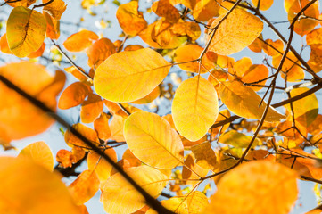 Orange autumn leaves on a branch