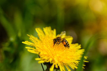 wasp on yellow dandelion macro