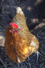 Brown hen