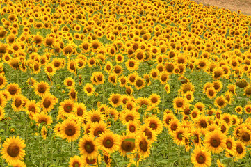 Country landscape in Marches (Italy)