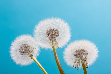 Dandelion on a blue background. Air flower close-up