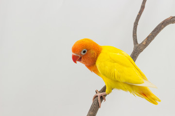 Little Yellow Lovebird Chick