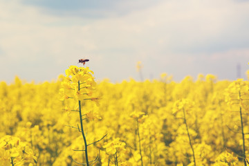 Obraz premium Canola plant with working bee on it