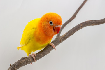 Little Yellow Lovebird Chick
