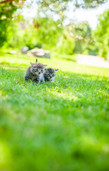 little cat, outdoor
