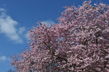 Japanische Blütenkirsche  