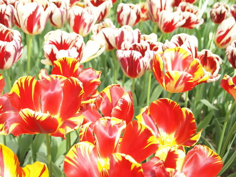Tulpenbild mit zwei Arten von Tulpen
