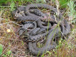 Dice snake (Natrix tessellata) breeding ball