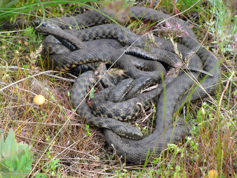 Mating behavior of Dice snakes (Natrix tessellata) 