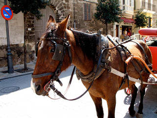 Fototapeta na wymiar Horse and Carriage Waiting on Sunny Spanish Street