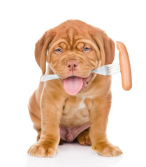 Bordeaux puppy dog holds in mouth a fork sausage in the mouth. i