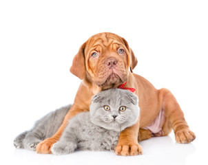 Bordeaux puppy dog embracing gray cat. isolated on white backgro
