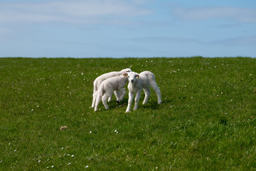 Baby Lamb on green field