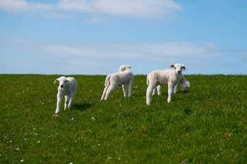Baby Lamb on green field