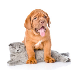 Bordeaux puppy dog with gray cat. isolated on white background