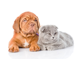 Bordeaux puppy and gray cat lying together. isolated on white ba