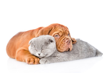 Bordeaux puppy hugs sleeping cat. isolated on white background
