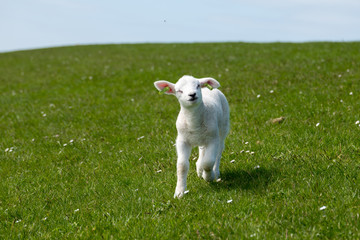 Baby Lamb on green field