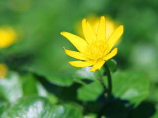 Obraz premium yellow flowers close up . Soft-focus. Natural background