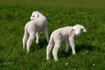 Baby Lamb on green field