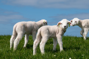 Fototapeta premium Baby Lamb on green field