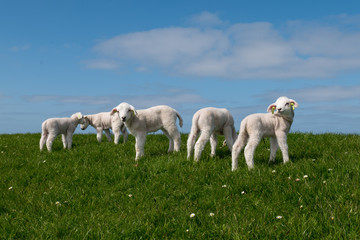 Baby Lamb on green field