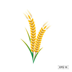 Rice,Vector illustration