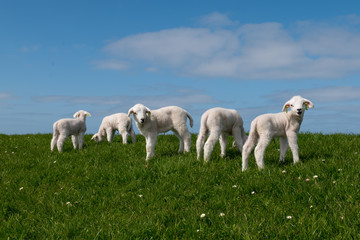Baby Lamb on green field