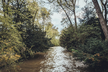 Stream meanders through thick green forest
