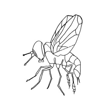 Ink illustration of a bee