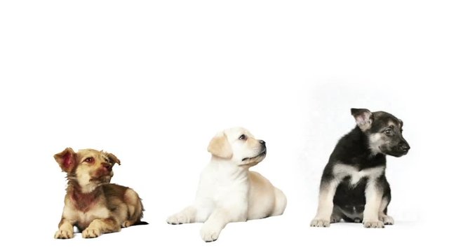 three funny puppy on a white background