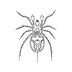 Ink illustration of a spider