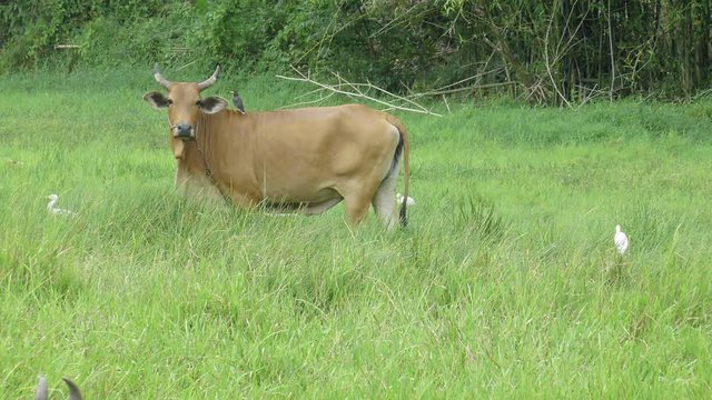 Cows grazing on a green meadow