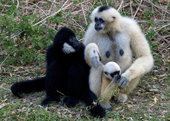 White Cheeked Gibbon or Lar Gibbon