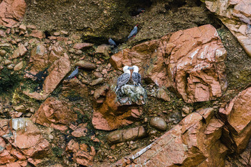 Peruvian booby and Inca Tern on the rock, Islas Ballestas, Peru
