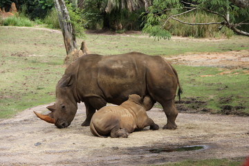 Fototapeta premium Rhino and Baby