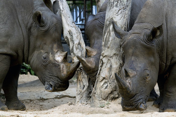 Naklejka premium three White Rhino get together
