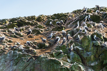 Peruvian booby on the rock, Islas Ballestas, Peru