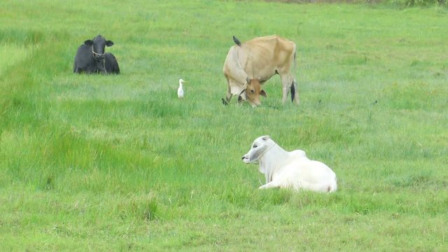 cow relax after eaten