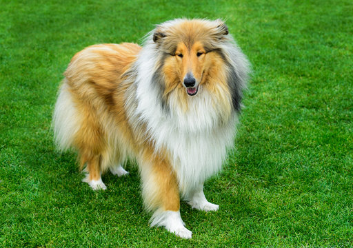 Long haired rough collie standing on green field.