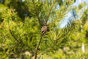 pine cone on a branch