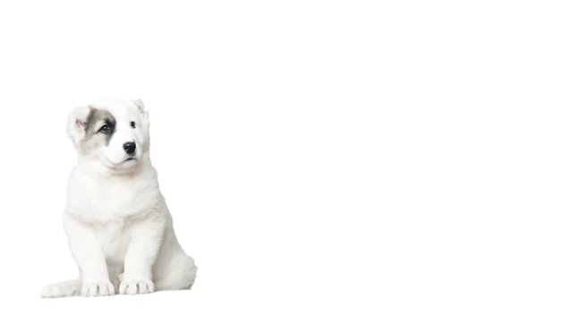 Funny Middle Asiatic Shepherd puppy on a white background
