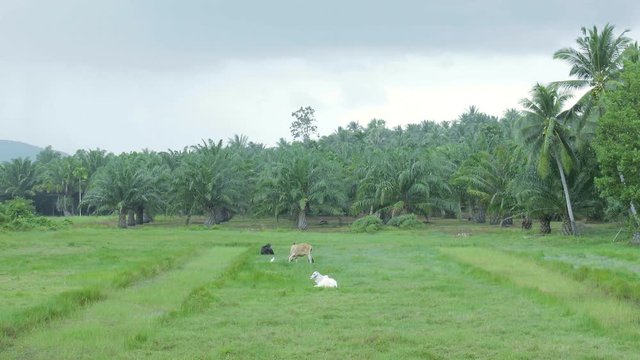 Cows on the field in the Thailand countryside.