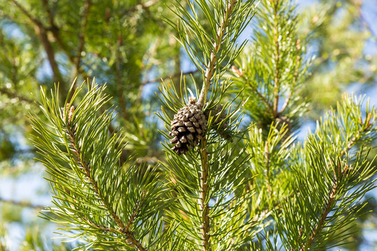 pine cone on branch