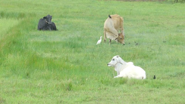cow and bird relax in the Thailand countryside