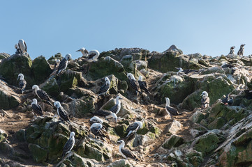 Thousnad of Peruvian booby on the rock, Islas Ballestas, Peru